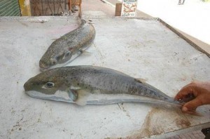 arnab-elbahri
